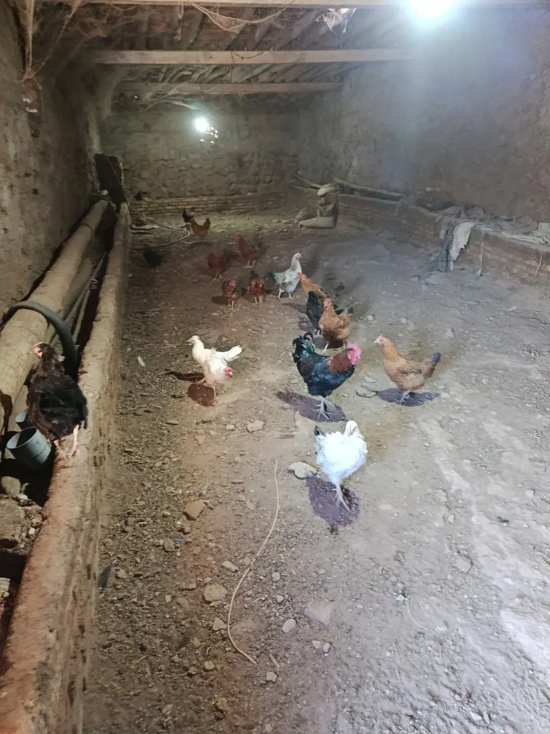 فروشی|حیوانات مزرعه|مرند, |دیوار