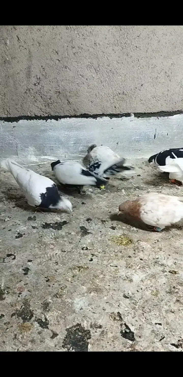 کبوتر|پرنده|تاکستان, |دیوار