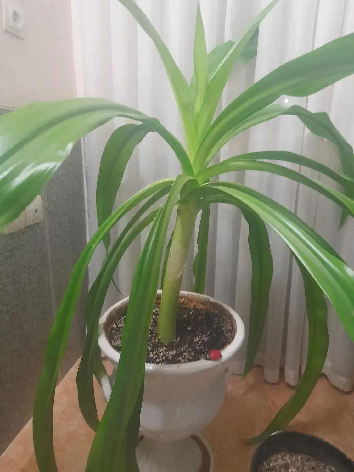 باغبانی|خدمات باغبانی و درختکاری|یزد, |دیوار