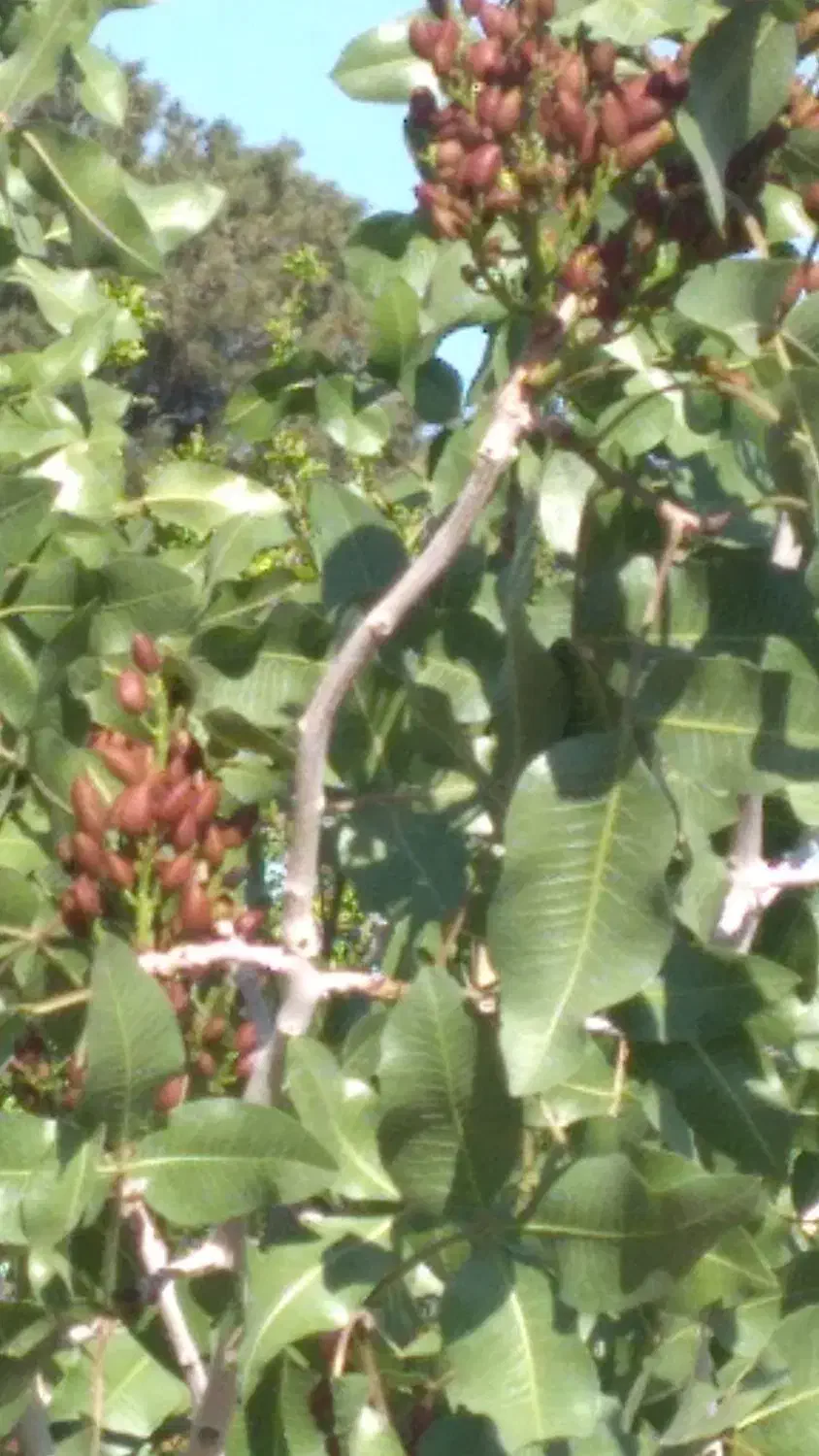 باغ ویلا|فروش خانه و ویلا|تربت‌حیدریه, پائین ولایت|دیوار