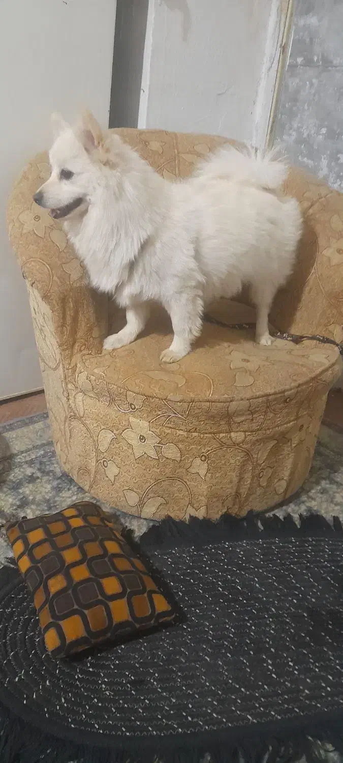 سگ پامر بسیار بازیگوش با ادب|سگ|برخوار, |دیوار