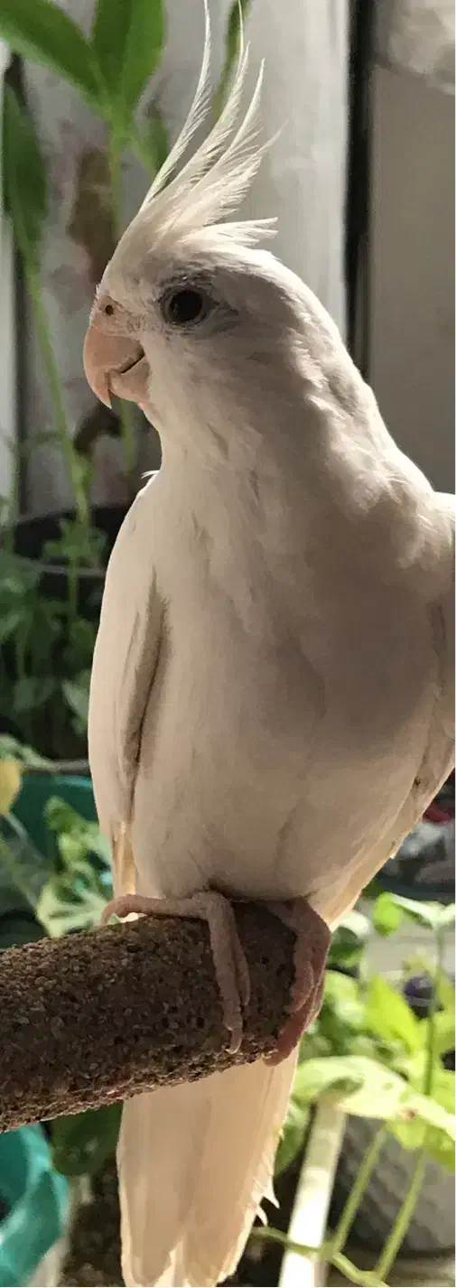 عروس هلندی آلبینو نر سخنگو|پرنده|اهواز, پردیس|دیوار