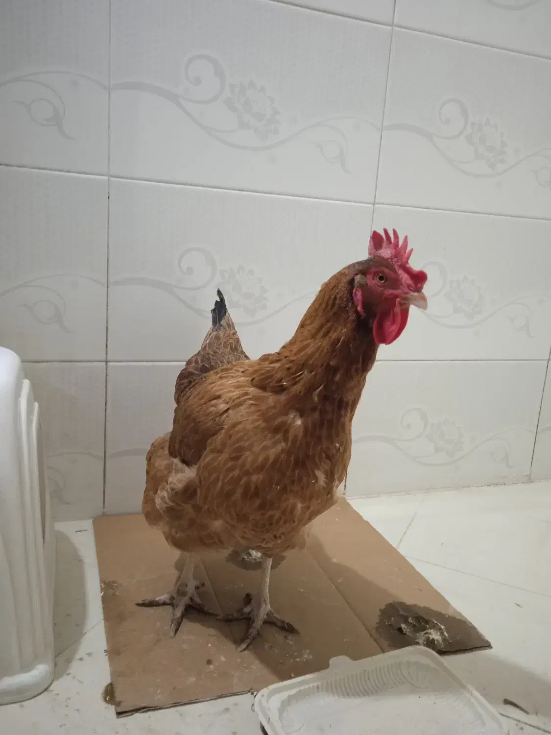 مرغ خانگی خوشگل|حیوانات مزرعه|مشهد, شهید آوینی|دیوار