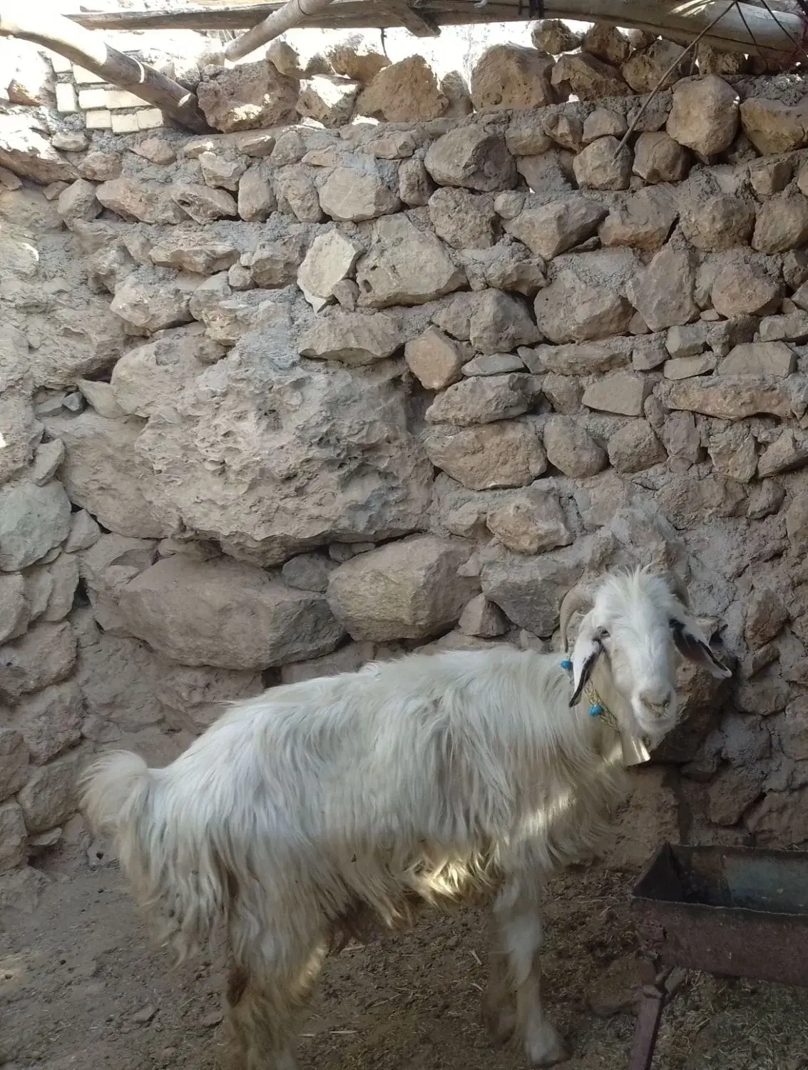 یک میش شاخی|حیوانات مزرعه|ایذه, |دیوار