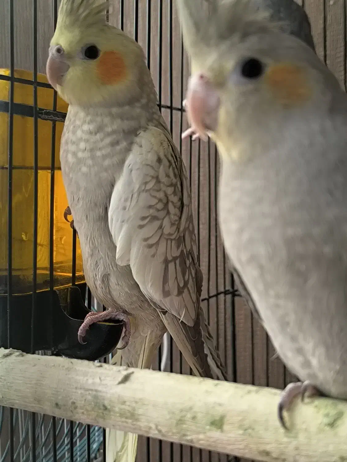 عروس هلندی.عروس هلندی نر و ماده جوجه عروس|پرنده|قم, پردیسان|دیوار