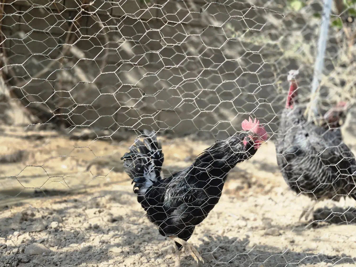 خروس گلین|حیوانات مزرعه|شیراز, کودیان|دیوار