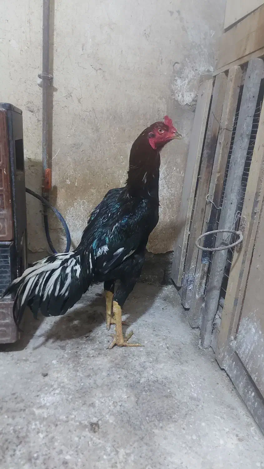 خروس لاری|حیوانات مزرعه|رشت, تازه آباد|دیوار