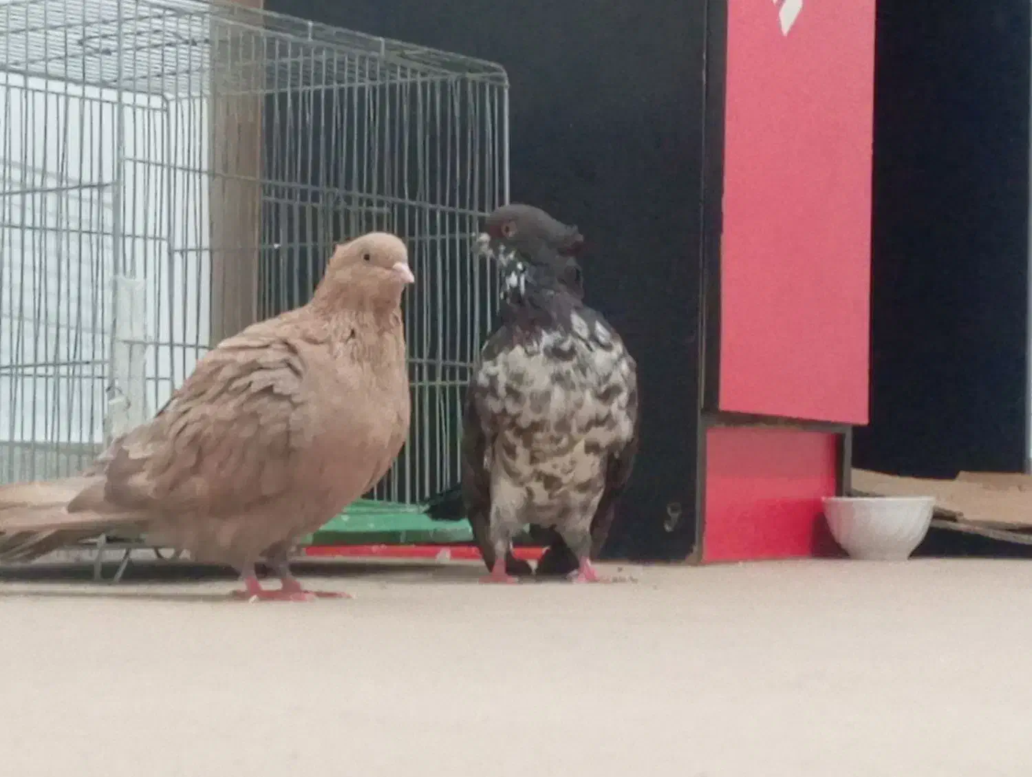 کبوتر کورک|پرنده|اسلامآباد غرب, |دیوار