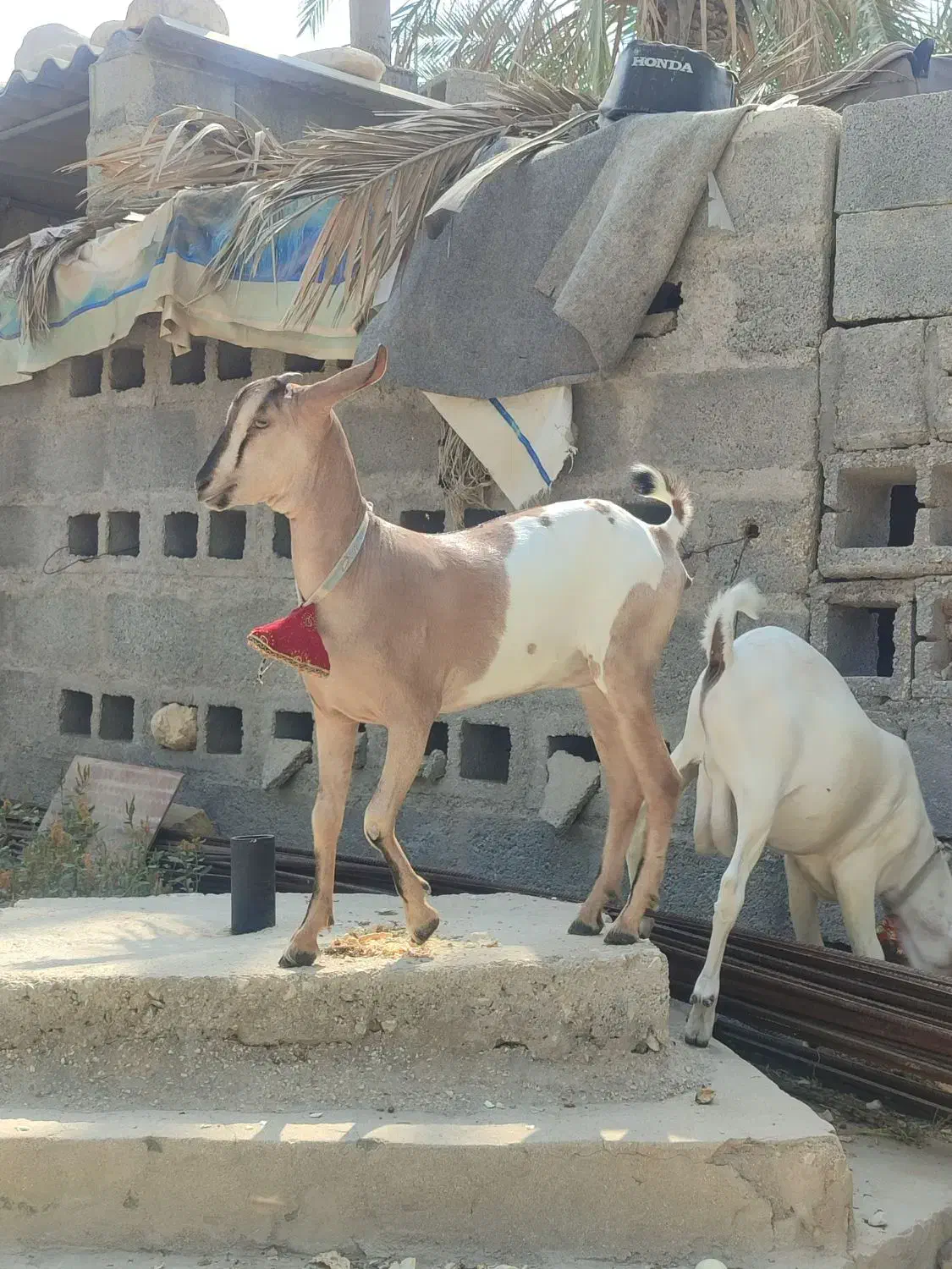 دوتا کهره سومالی|حیوانات مزرعه|مهر, |دیوار