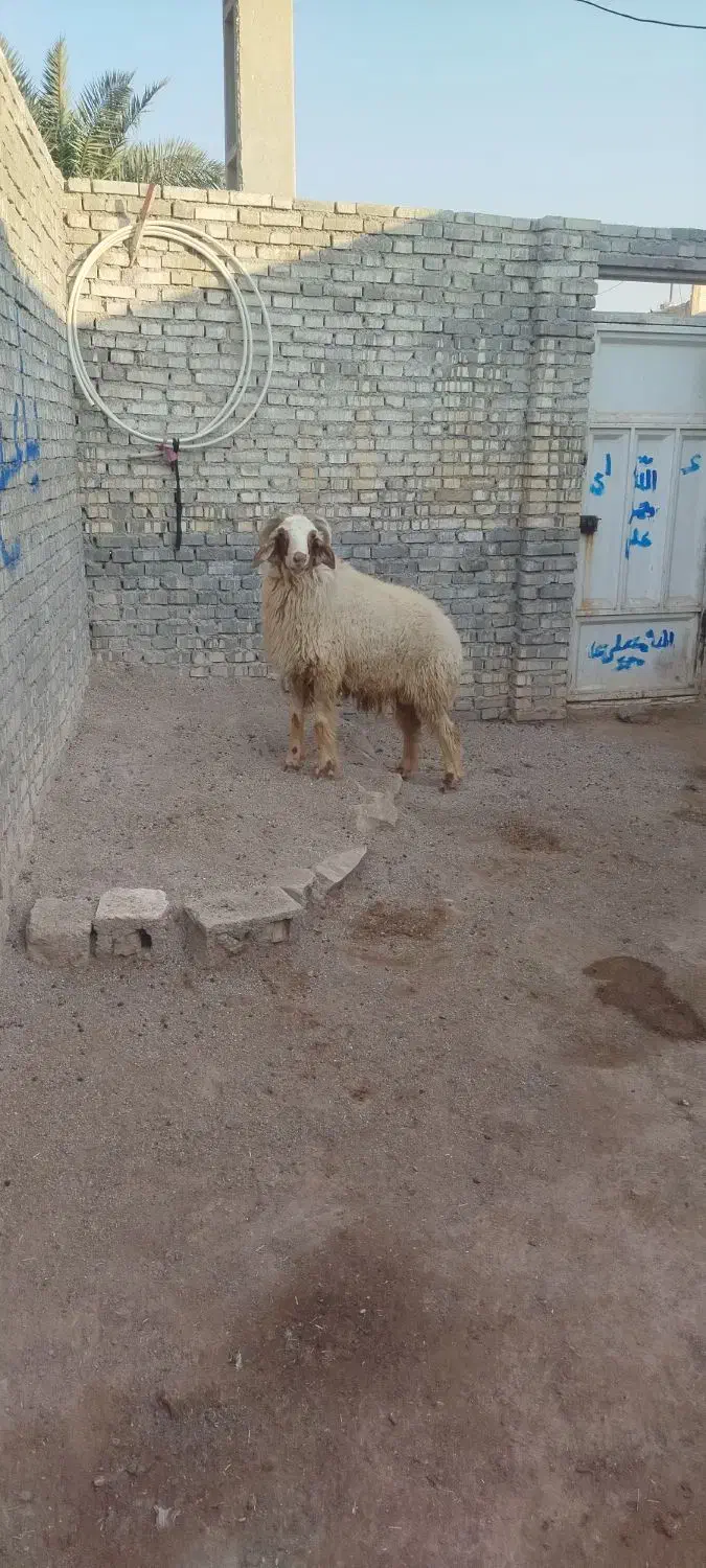 قوچ. اهواز|حیوانات مزرعه|حمیدیه, |دیوار