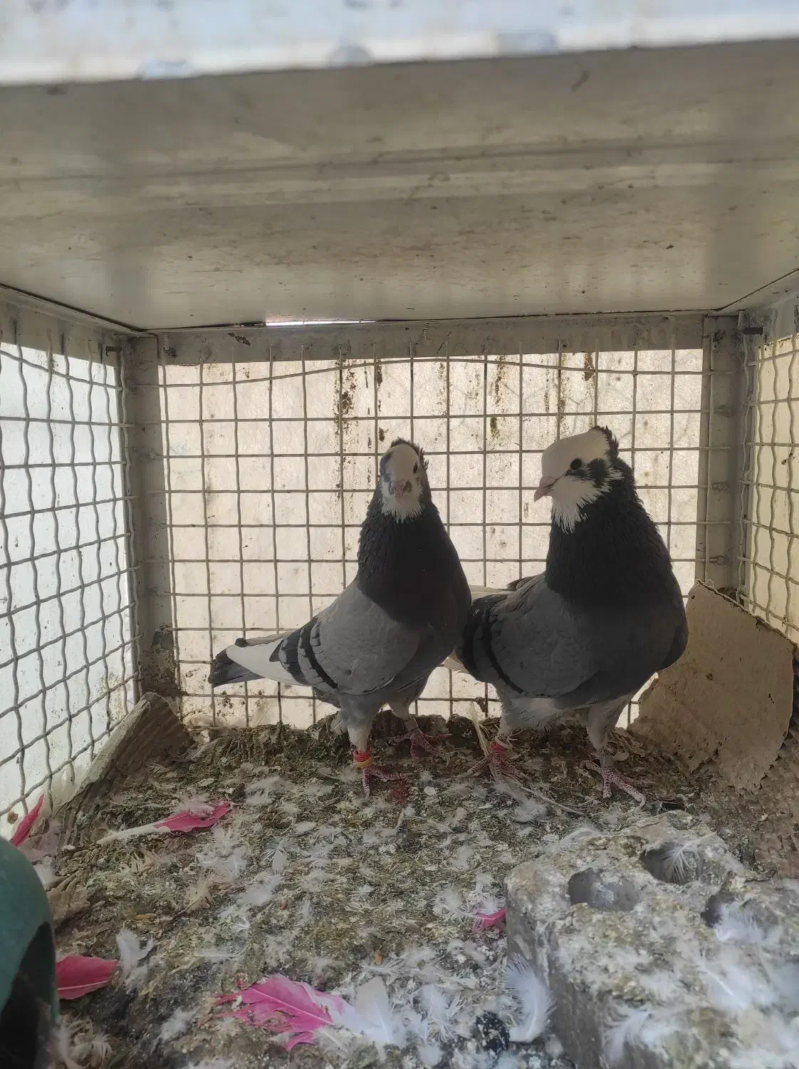 کبوتر شازده سبز عالی|پرنده|تهران, کیانشهر|دیوار