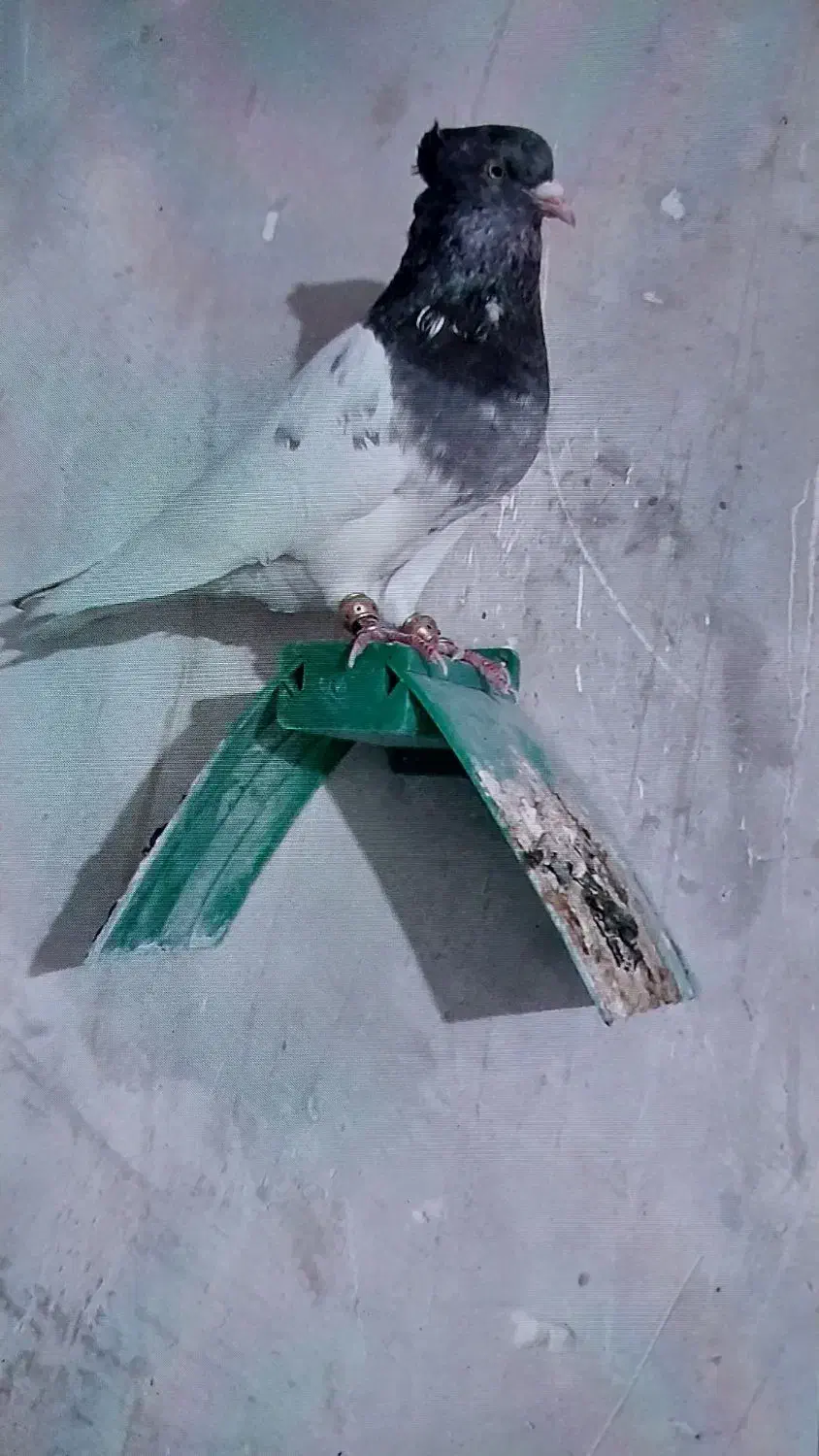 گمشده|پرنده|مسجد سلیمان, |دیوار