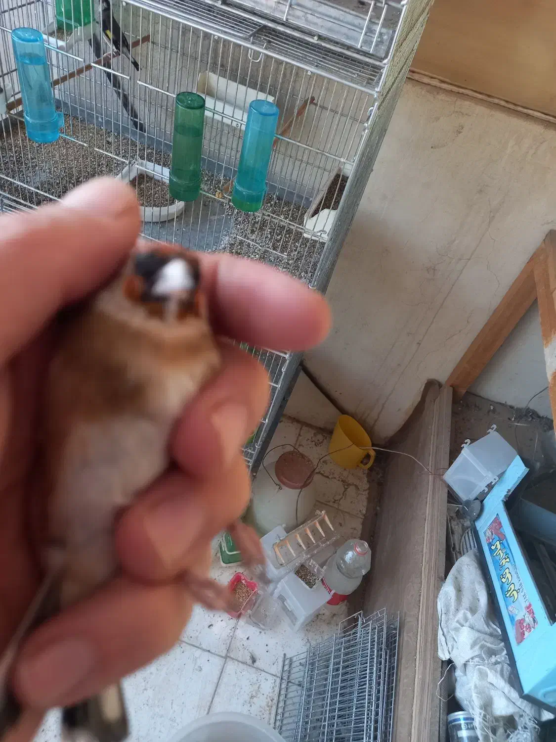 سهره نر وماده چونه سفید جفتی|پرنده|پردیس, فاز ۸|دیوار