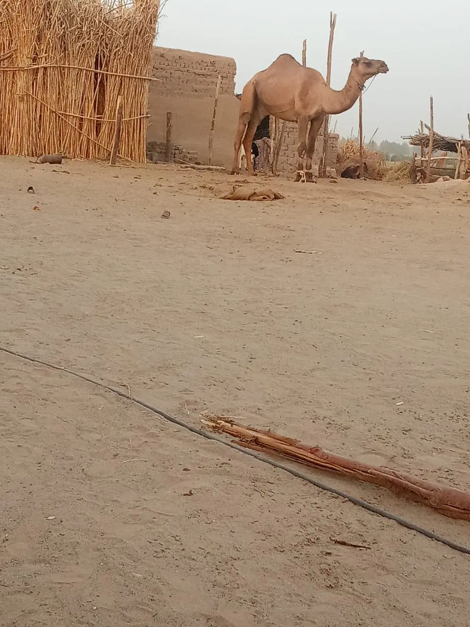 5600|حیوانات مزرعه|هامون, |دیوار