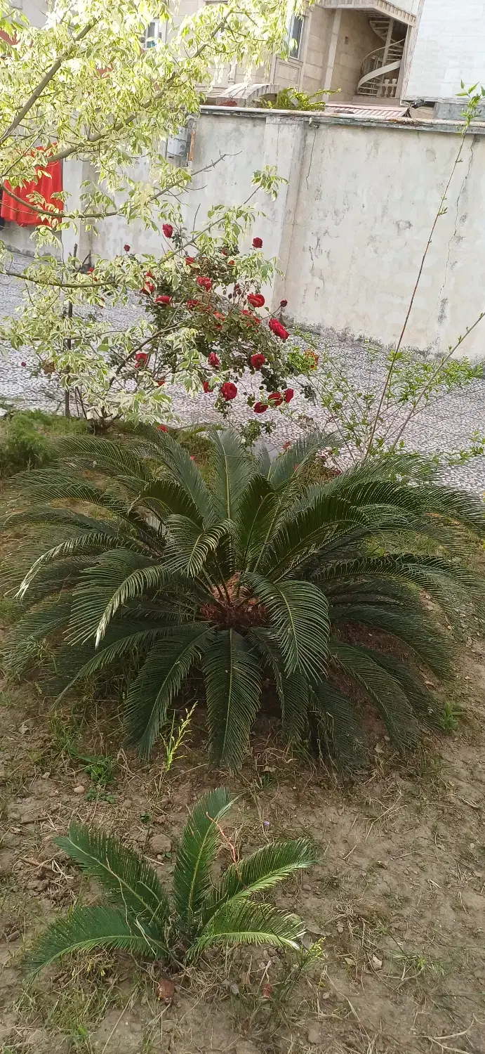 سیکاس|گل و گیاه طبیعی|رشت, لاکان|دیوار