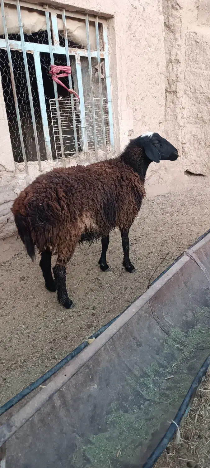 بره قوچی وتقلی|حیوانات مزرعه|بیرجند, |دیوار