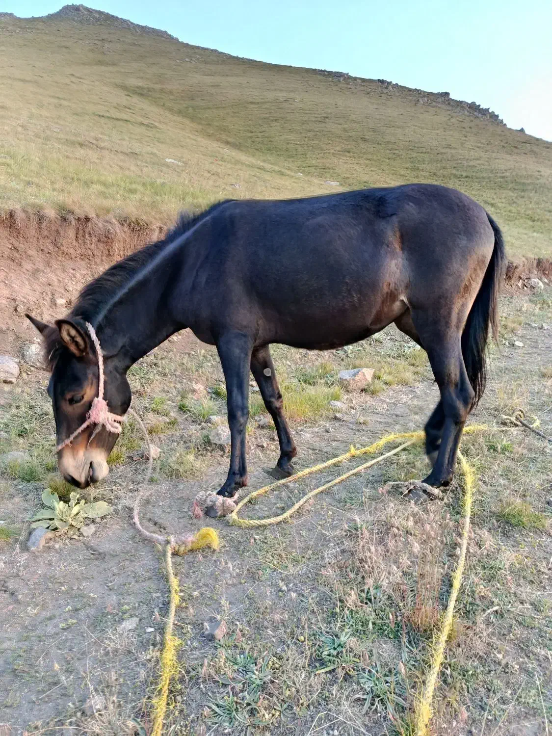 قاطر مایه ۲ساله|حیوانات مزرعه|اردبیل, |دیوار