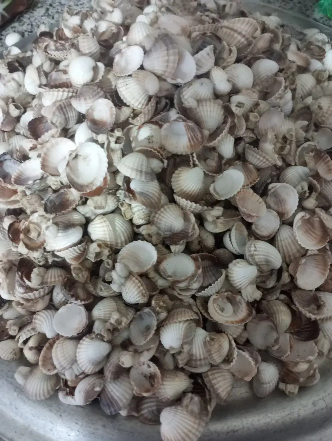 صدف|ماهی|فسا, |دیوار