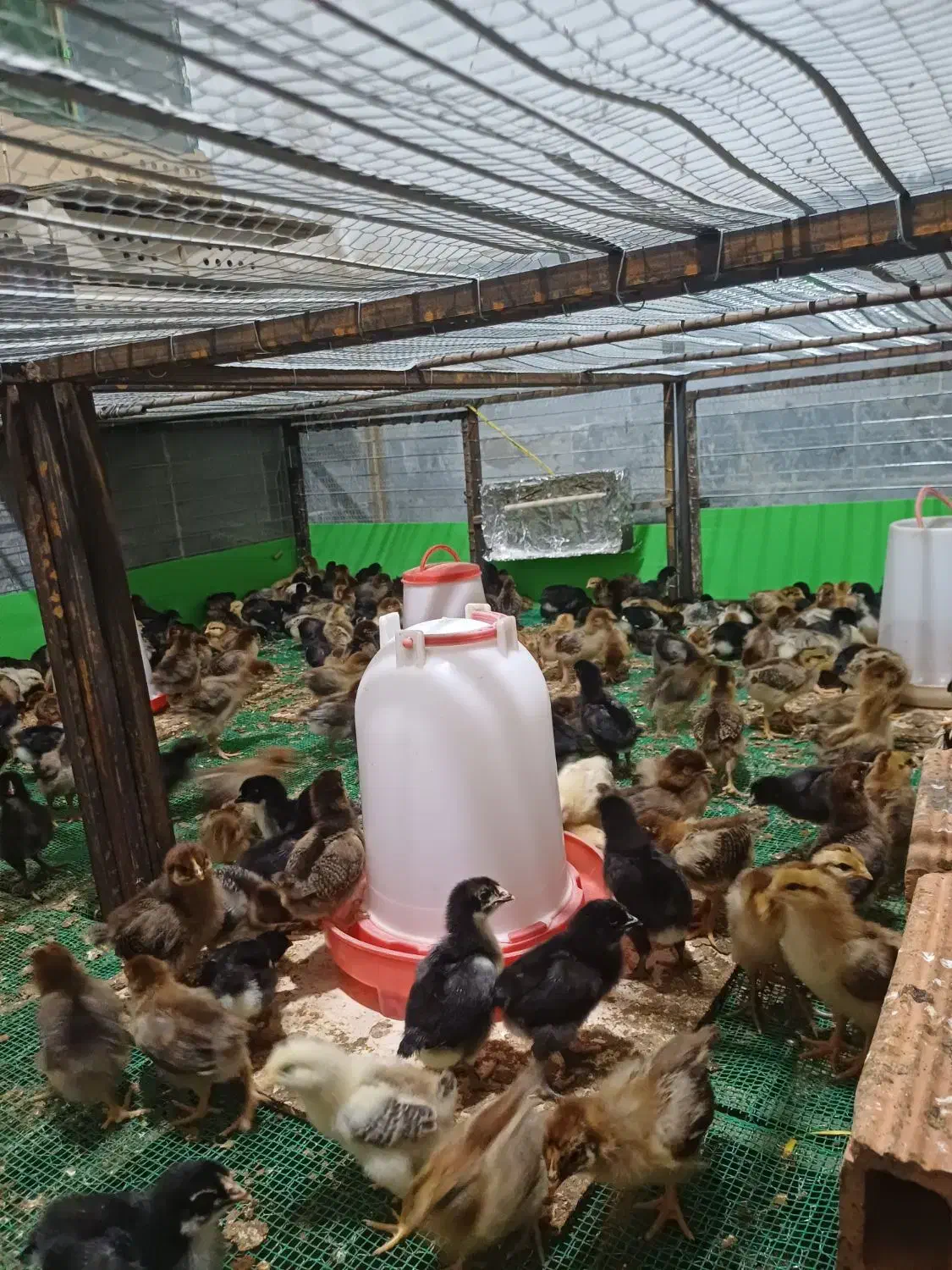 جوجه مرغ و خروس محلی گلپایگان|حیوانات مزرعه|پایین هولار, |دیوار