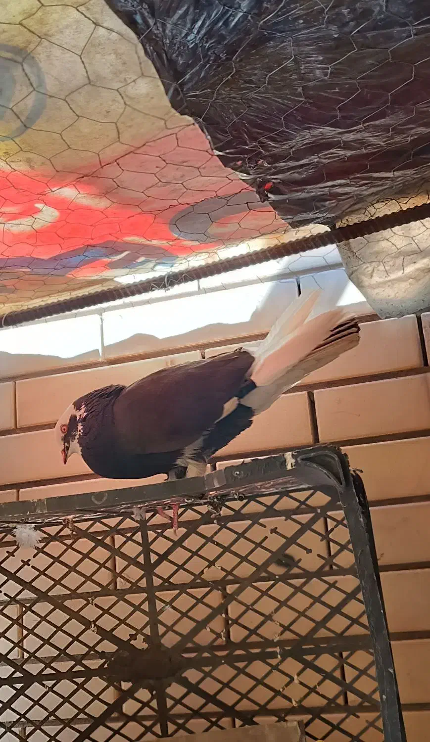 کفتر|پرنده|سیرجان, |دیوار