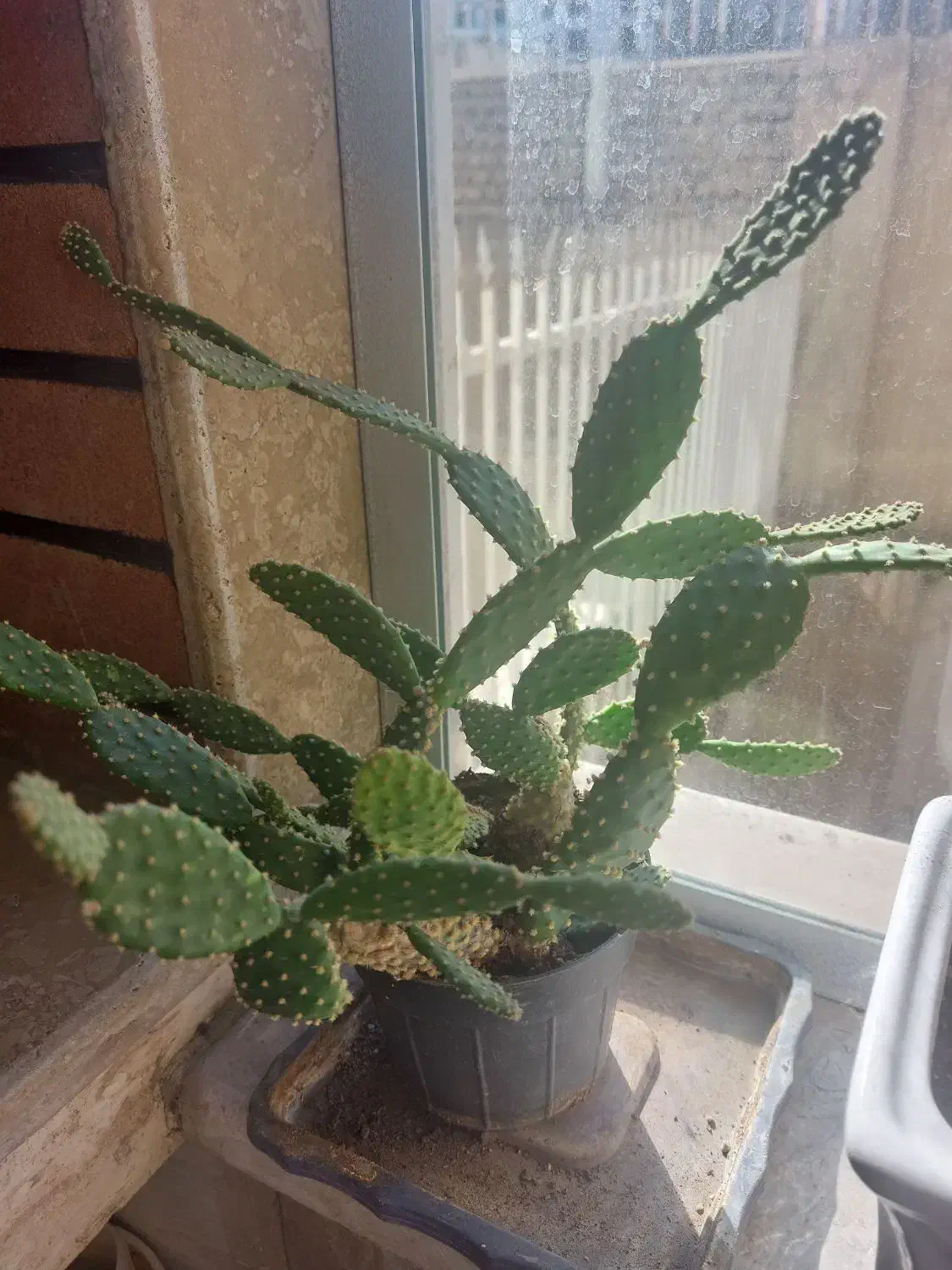 گل طبیعی|گل و گیاه طبیعی|قزوین, |دیوار