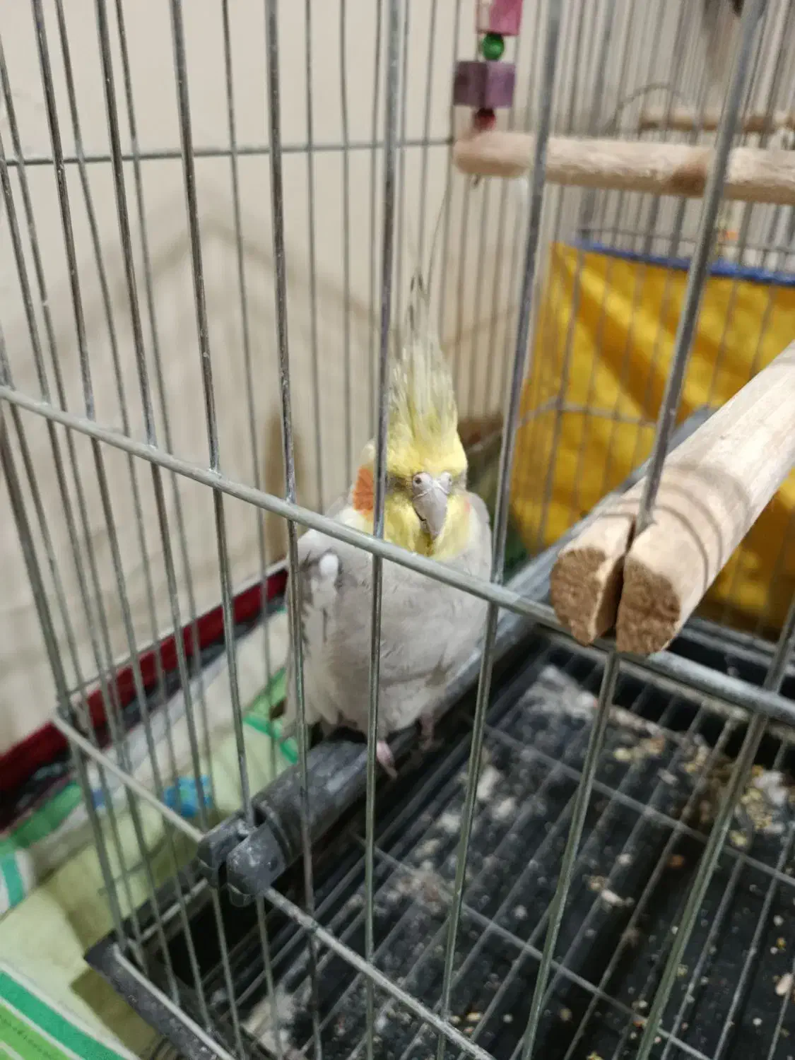 عروس هلندی نر|پرنده|بروجرد, |دیوار