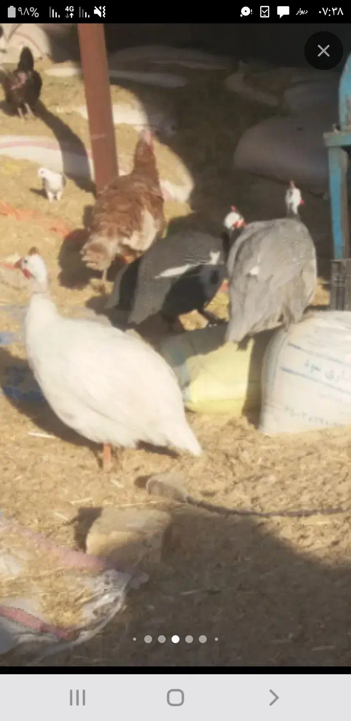 بوفلمون|حیوانات مزرعه|یزد, |دیوار