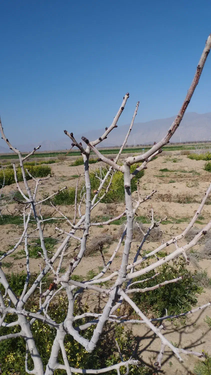 هرس پسته|خدمات باغبانی و درختکاری|بختگان, |دیوار