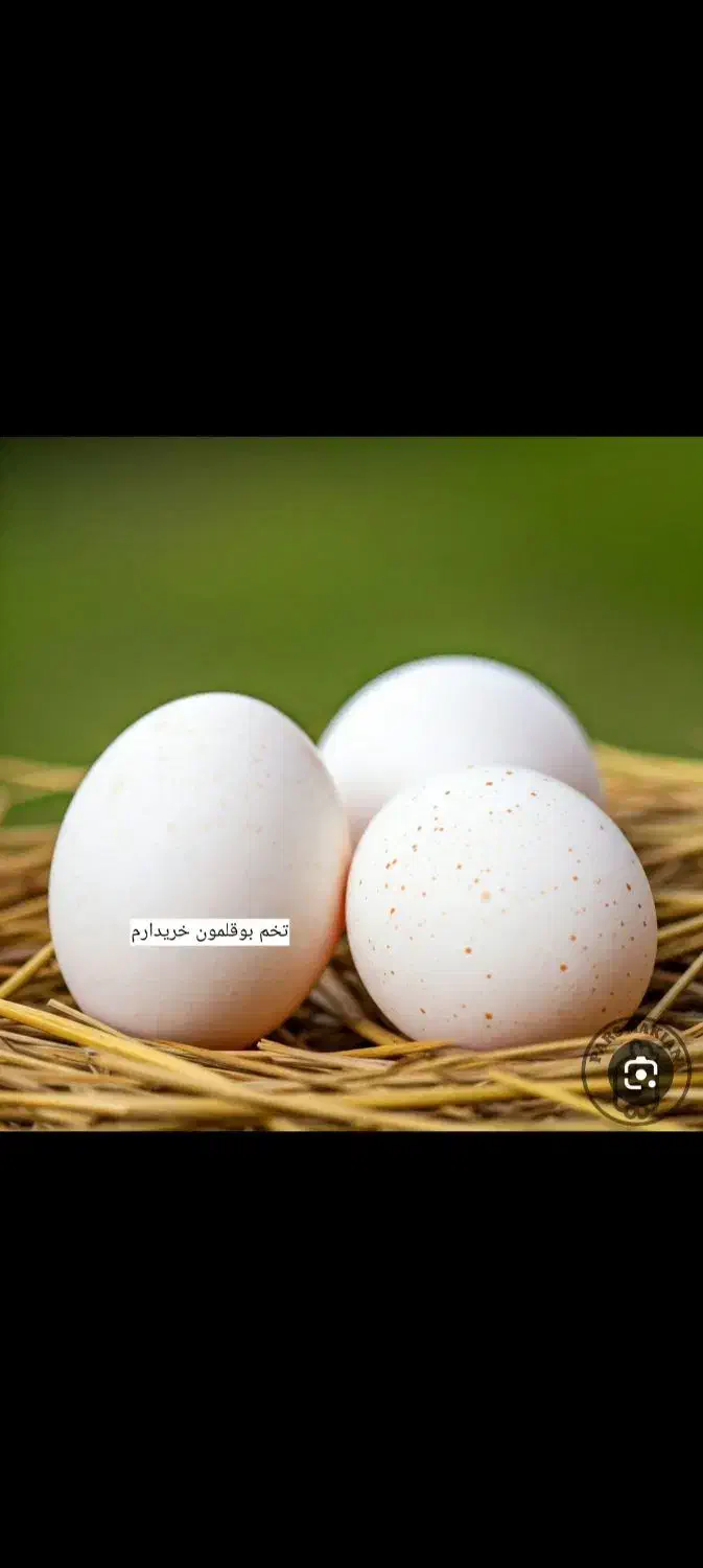 تخم بوقلمون|حیوانات مزرعه|خاش, |دیوار