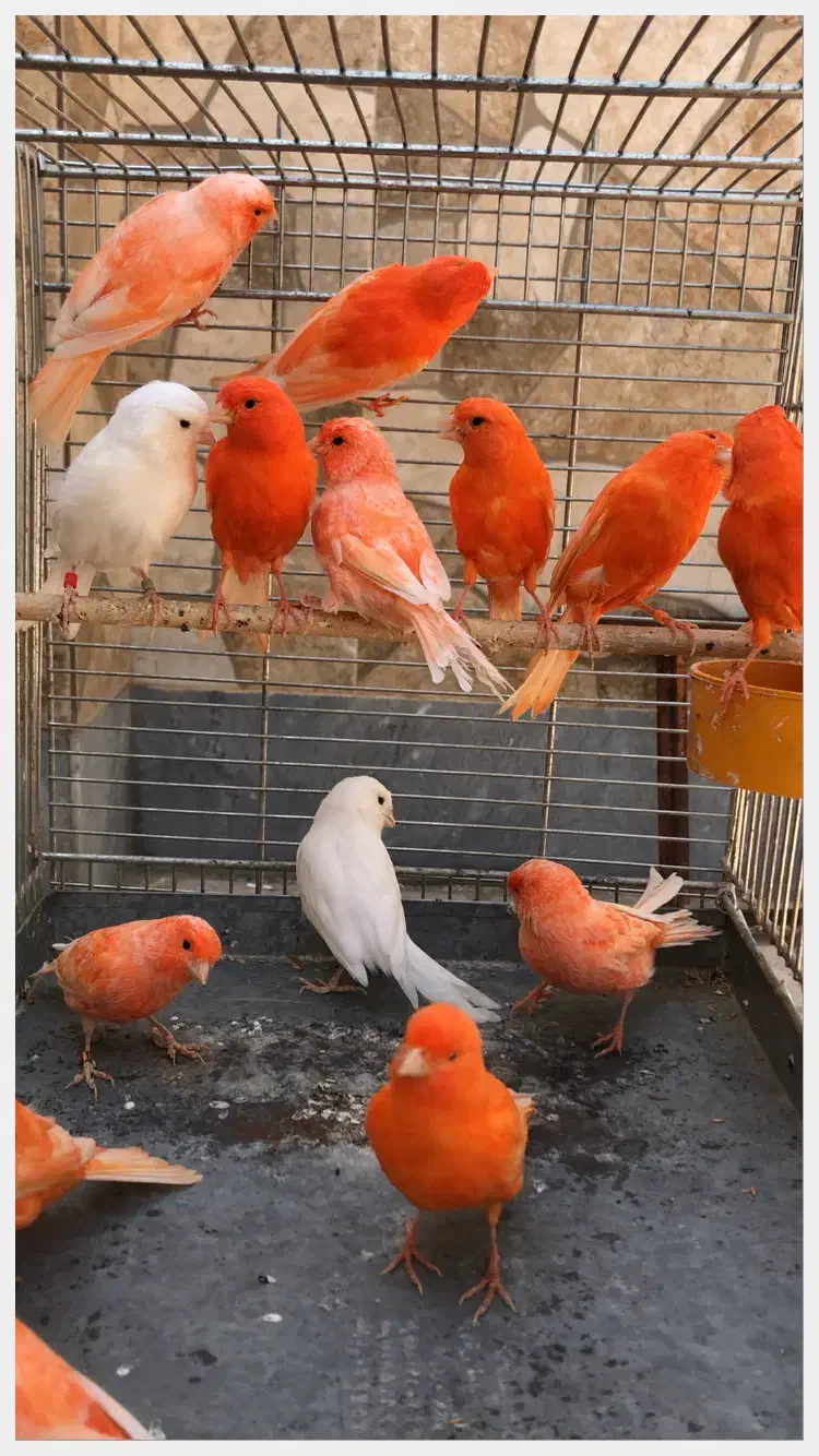 پرورش قناری فکتور|پرنده|خوی, |دیوار