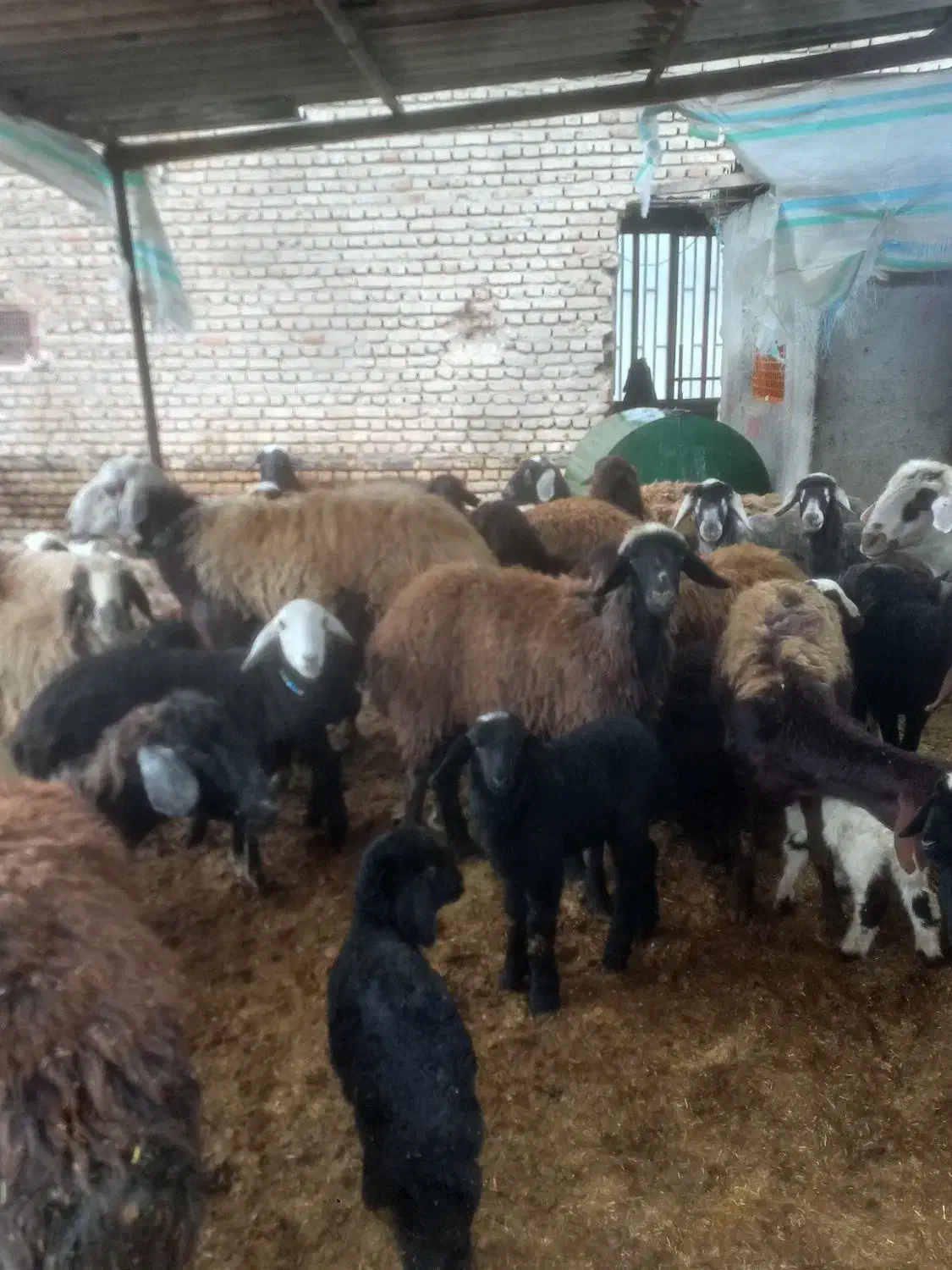 گوسفند جوان شیشک بره مار با بز|حیوانات مزرعه|گرگان, |دیوار