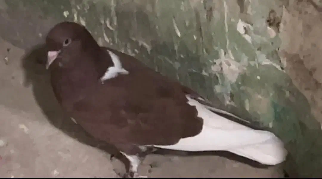 کبوتر پرشی رنگی دم سفید تهرانی|پرنده|آبیک, |دیوار