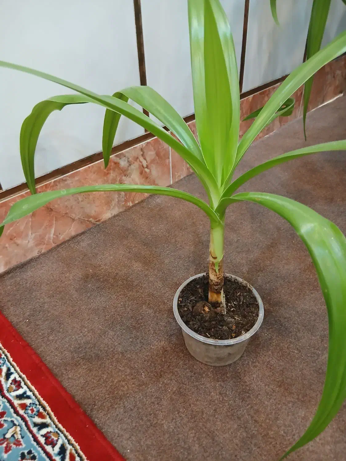 گل زرتی|گل و گیاه طبیعی|کازرون, |دیوار