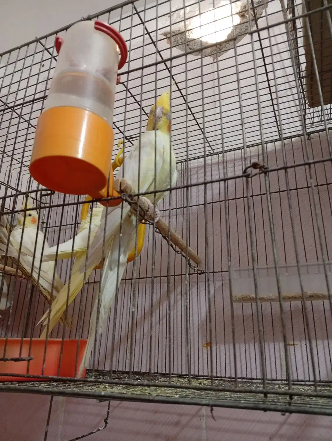 عروس هلندی گم شده|حیوانات|بندر ماهشهر, |دیوار