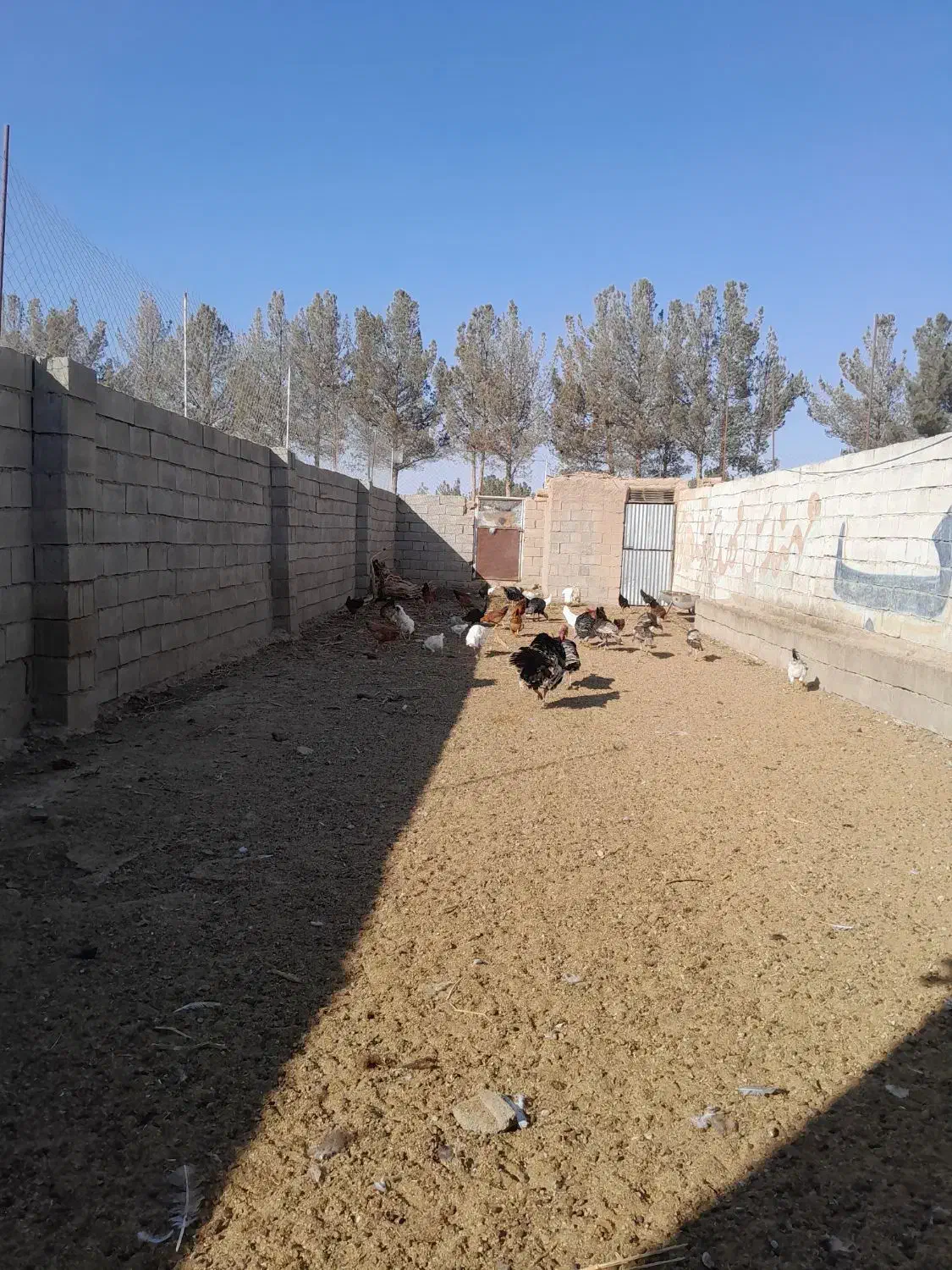 بقلمون ومرغ|حیوانات مزرعه|روداب, |دیوار