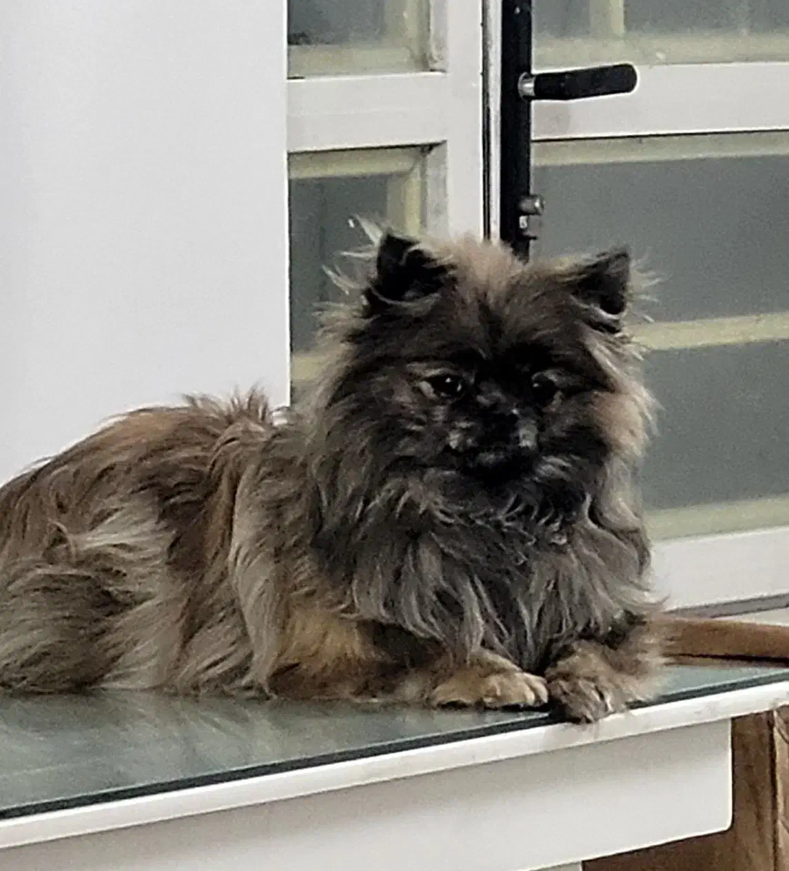 سگ شیتزو پامر|سگ|مشهد, ایثار|دیوار