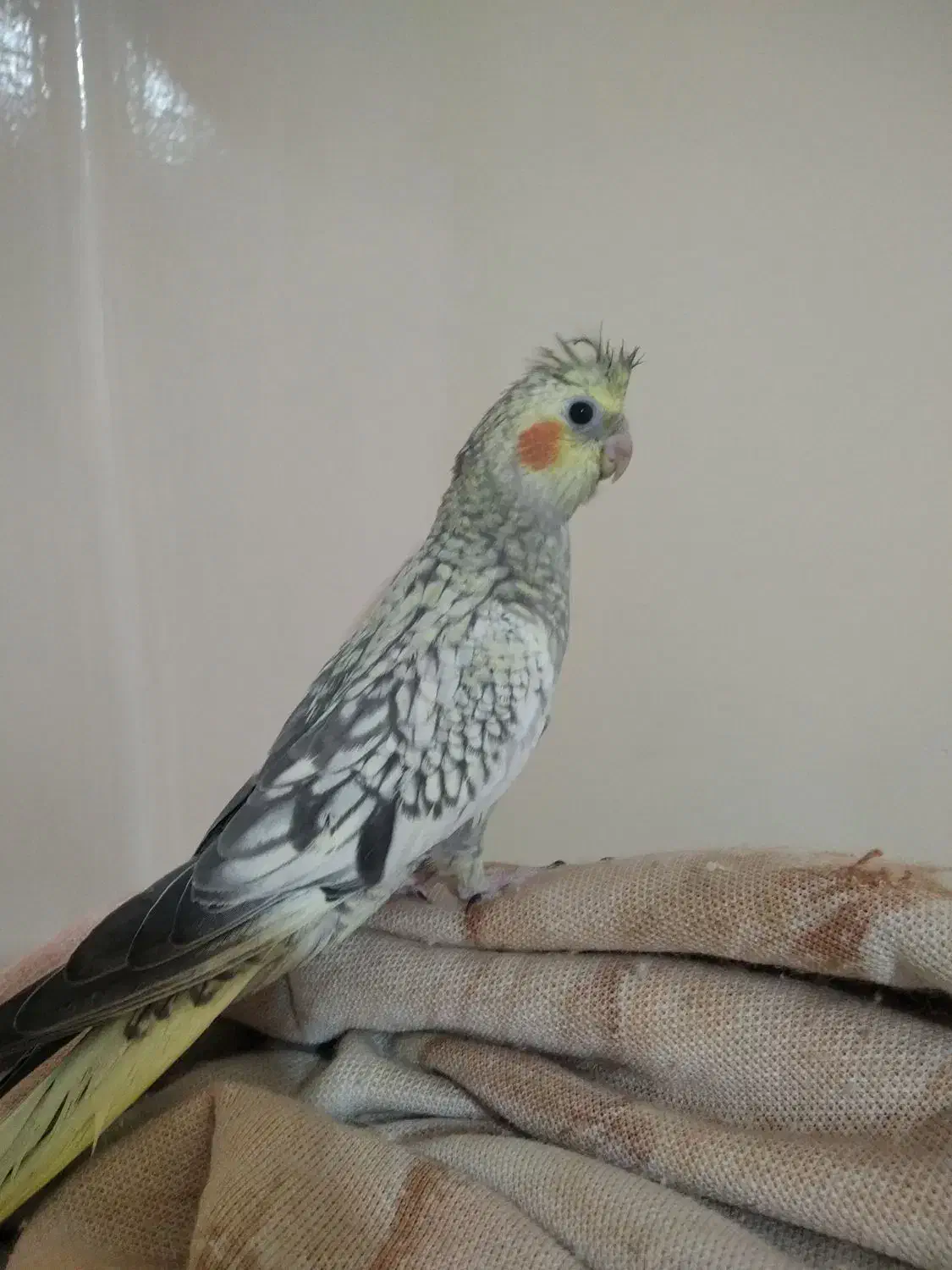 عروس هلندی نر حدود60روزه|پرنده|تهران, مینای شمالی (مخبر)|دیوار