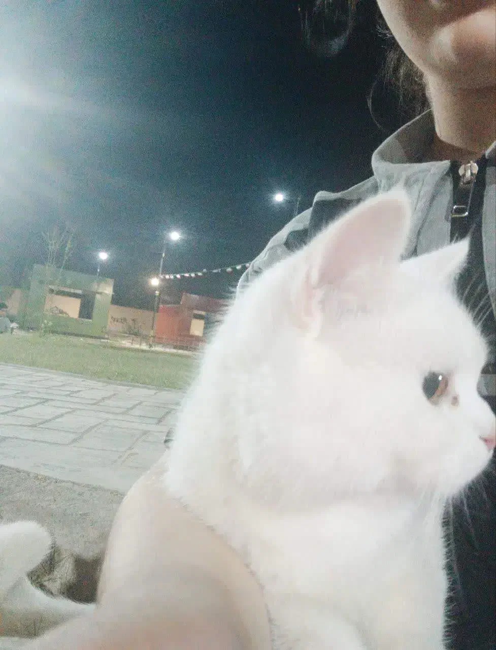 فروش گربه آموزش دیده نژاد اسکاتیش|گربه|دزفول, |دیوار