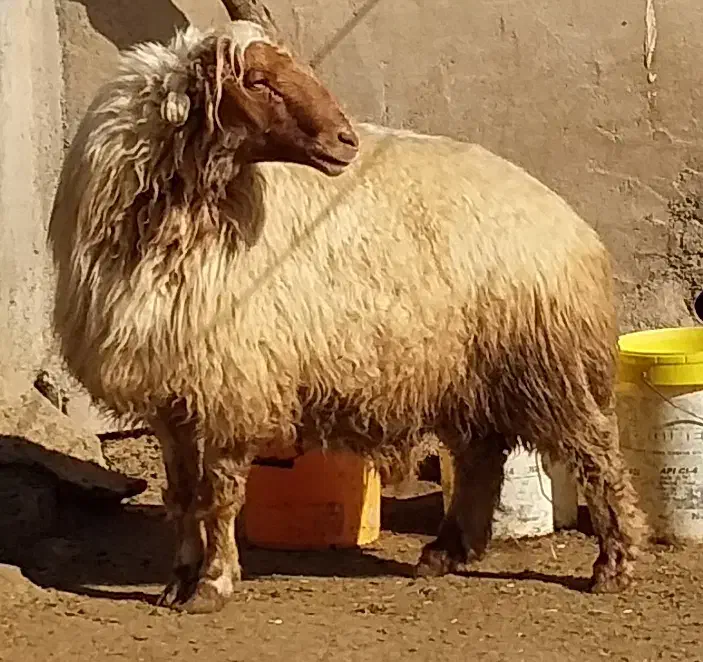 قوچ جوان|حیوانات مزرعه|پلدختر, |دیوار