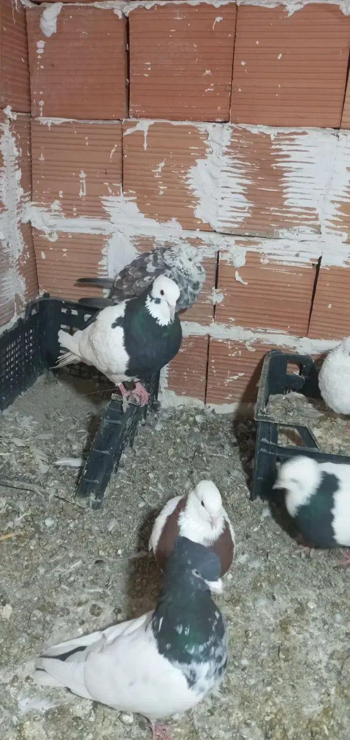 کبوتر طوقی فقط|پرنده|علیآباد کتول, |دیوار