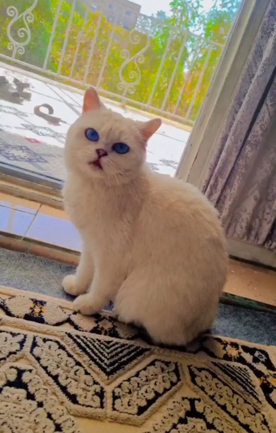 گربه اصیل اسکاتیش بریتیش|گربه|هشتگرد, هیو|دیوار