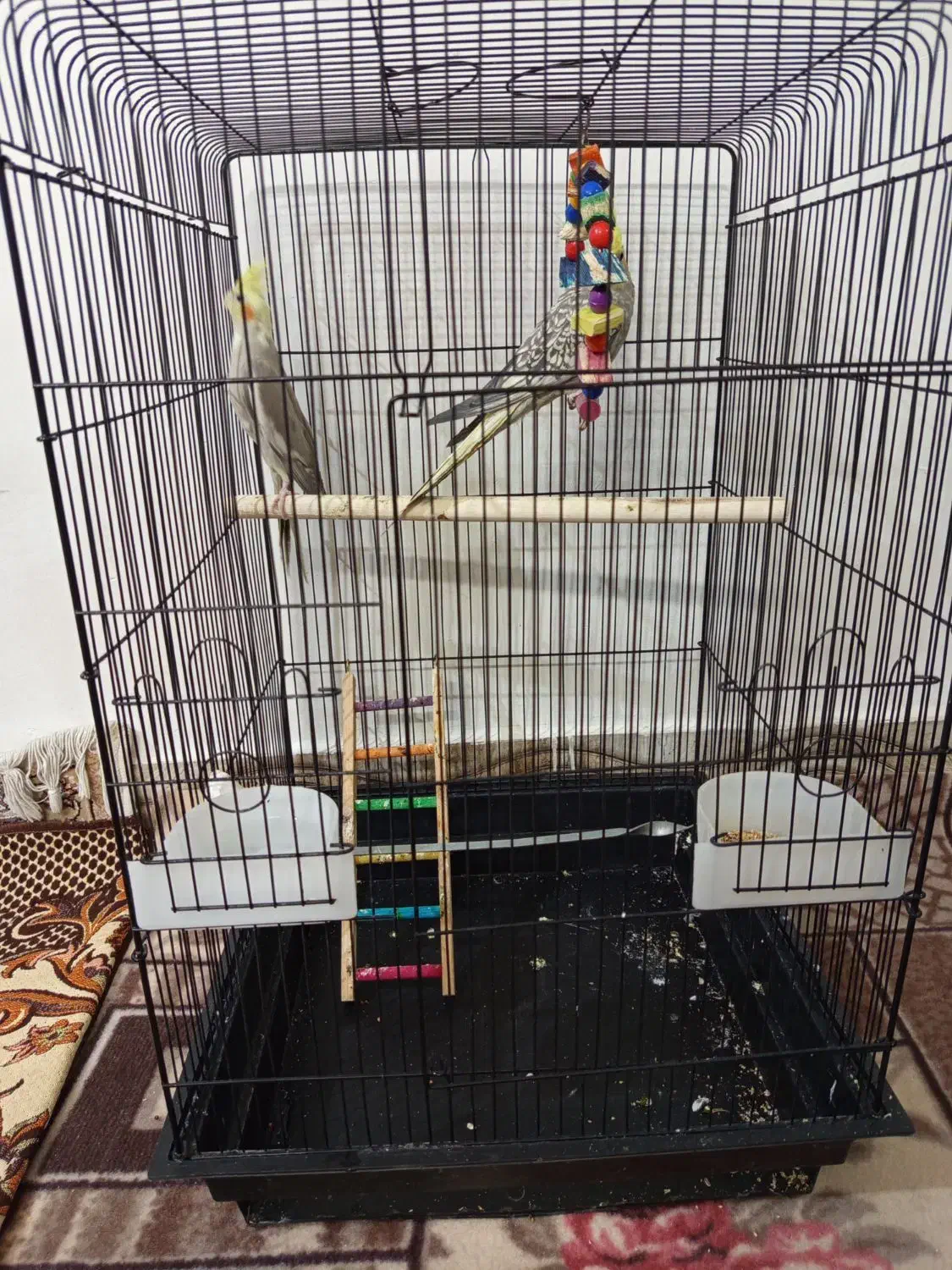 عروس هلندی نرو ماده|پرنده|قرچک, صالح آباد|دیوار