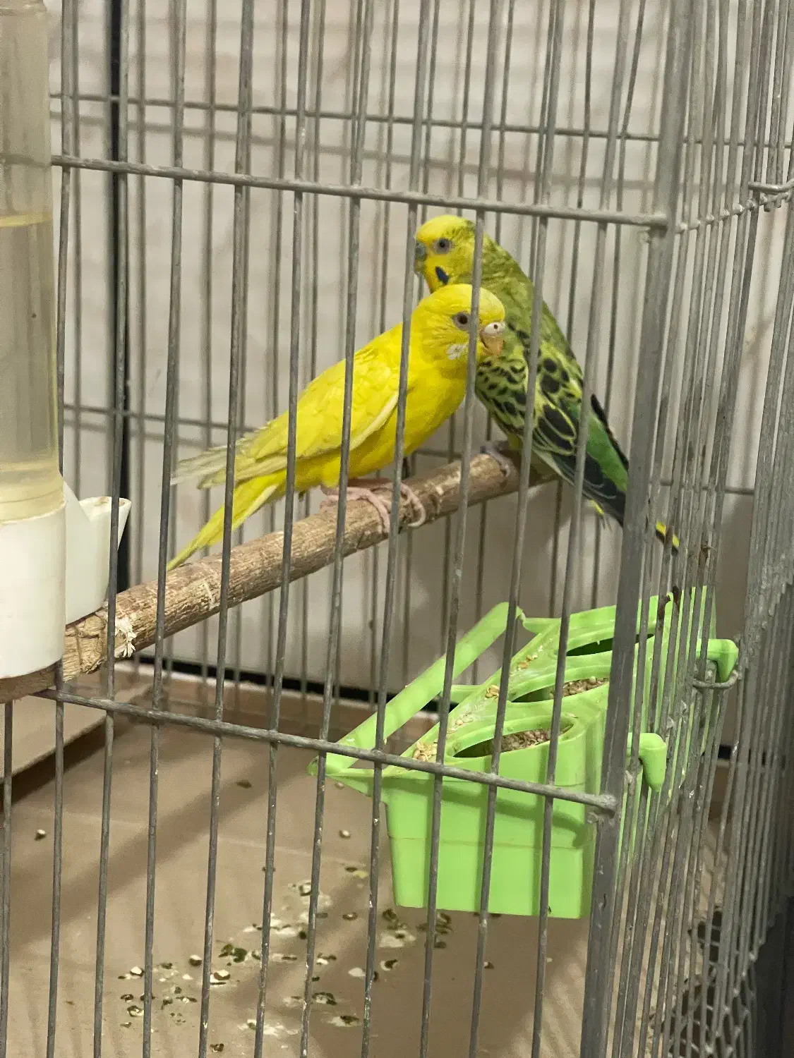 سه جفت مرغ عشق|پرنده|خمینی‌شهر, |دیوار