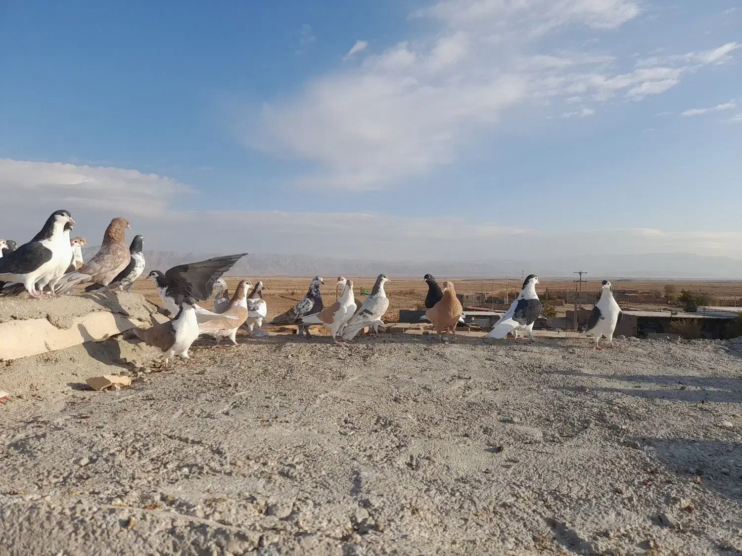 کبوتر پرشی|پرنده|اسفراین, |دیوار