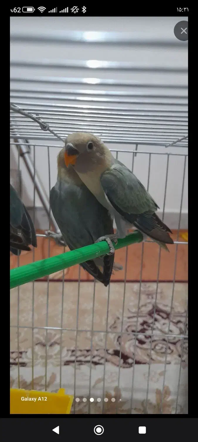 طوطی برزیلی|پرنده|رشت, معلم|دیوار