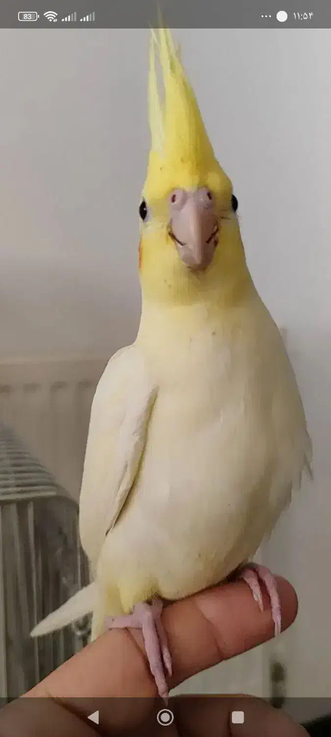 عروس هلندی|پرنده|صدرا-فارس, فاز ۱|دیوار