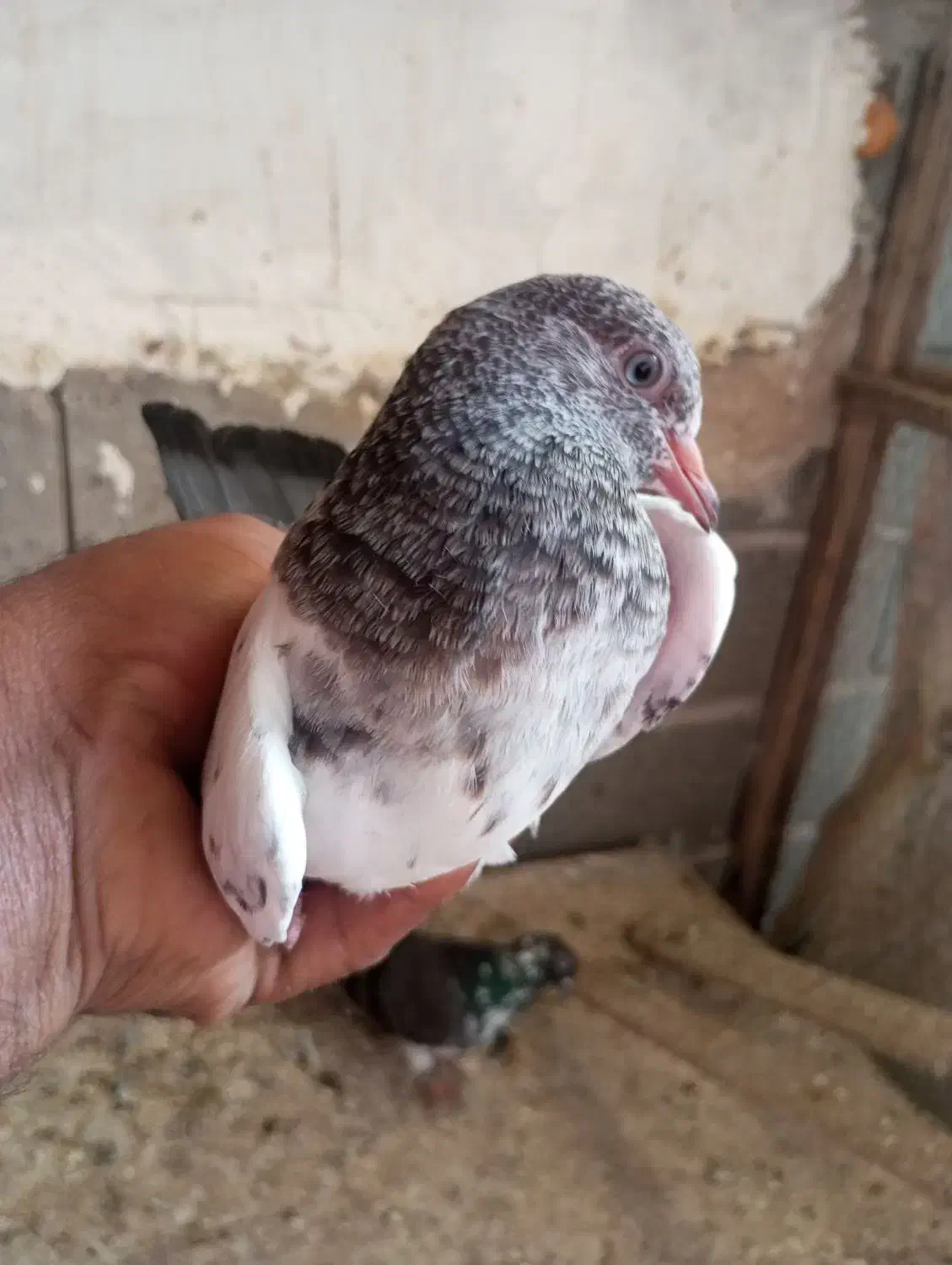 بهترینها پرشی باهوش فروش فوری|پرنده|بندرلنگه, |دیوار