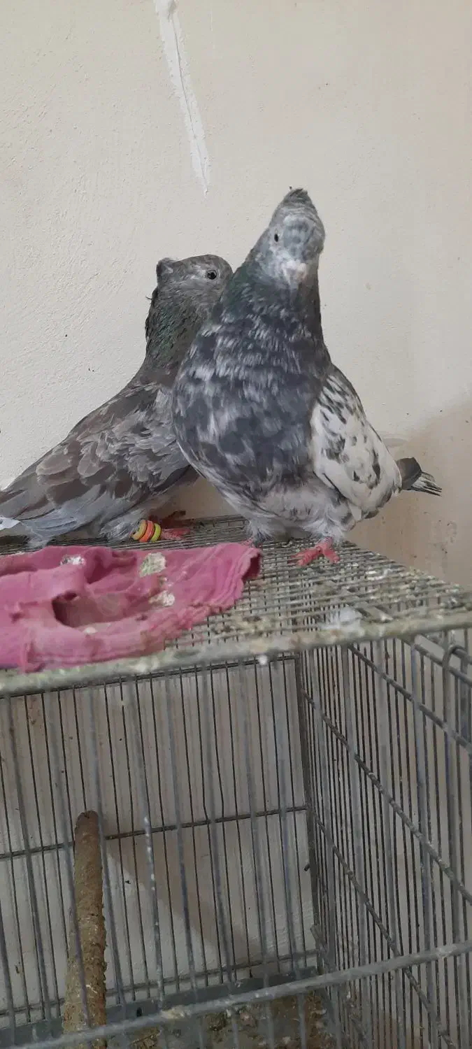 کبوتر|پرنده|فولادشهر, مسکن مهر فولادشهر|دیوار