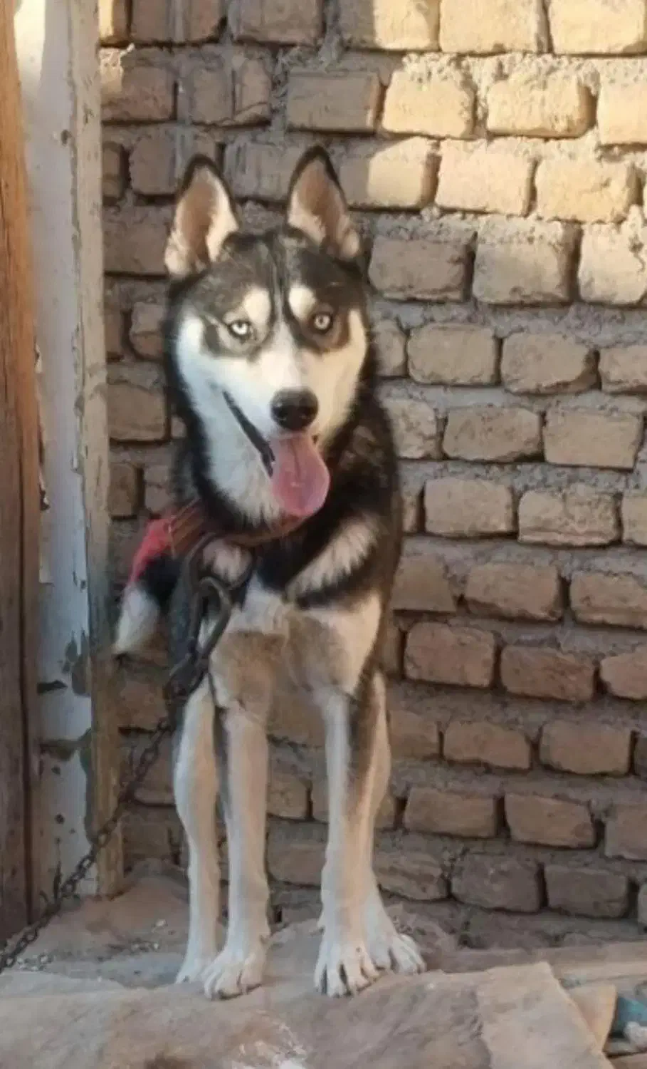 هاسکی|سگ|تربتحیدریه, پایانه مسافربری تربت حیدریه|دیوار