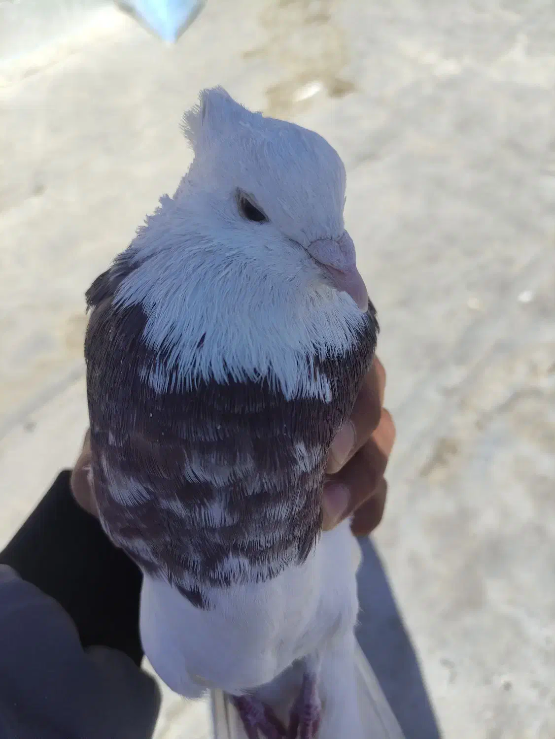 طوقی نر بدون عیب|پرنده|آباده, |دیوار